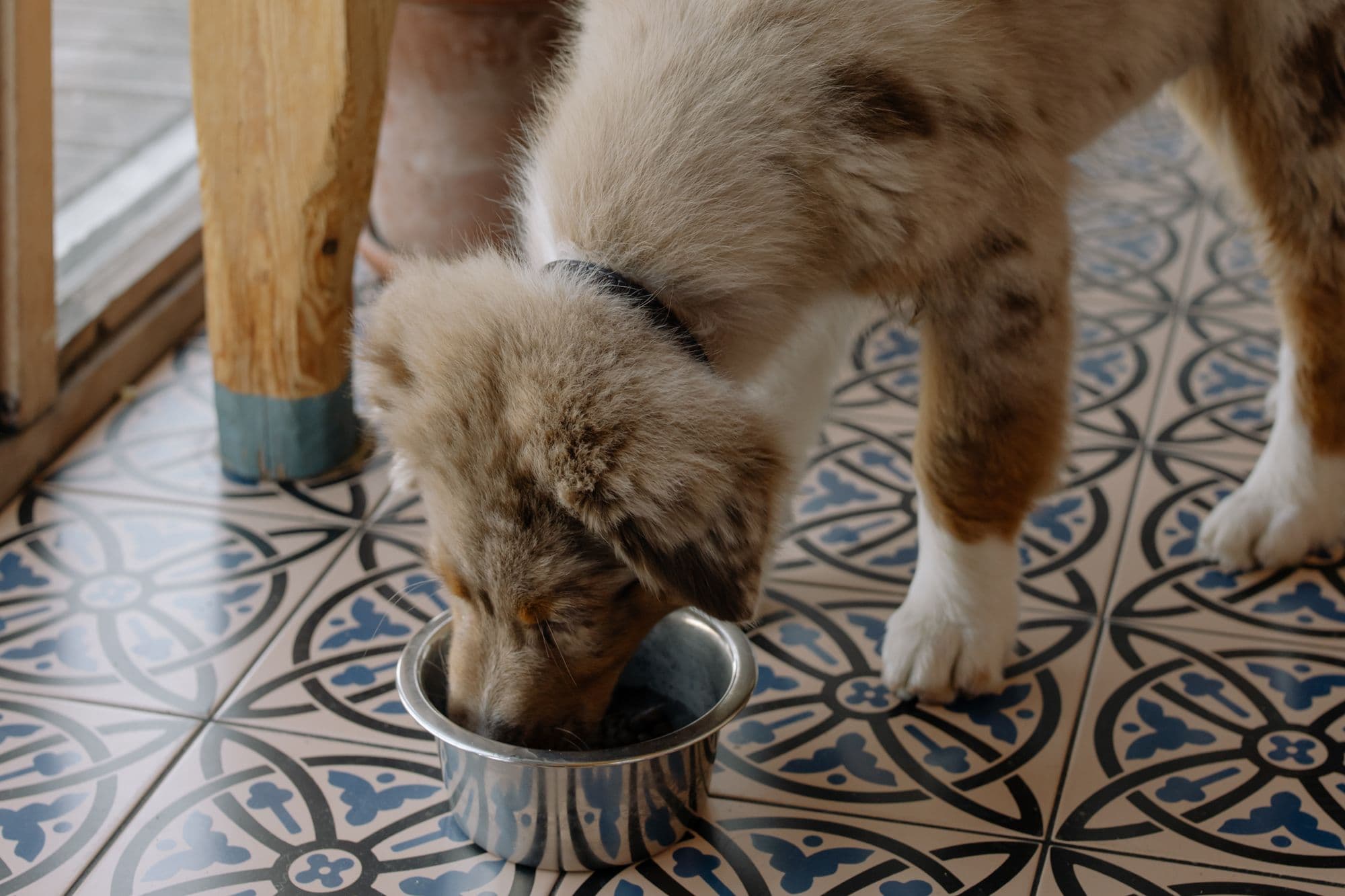 Adorable cachorro Australian Shepherd disfrutando de una comida en un cuenco de metal sobre un suelo de azulejos con patrones.