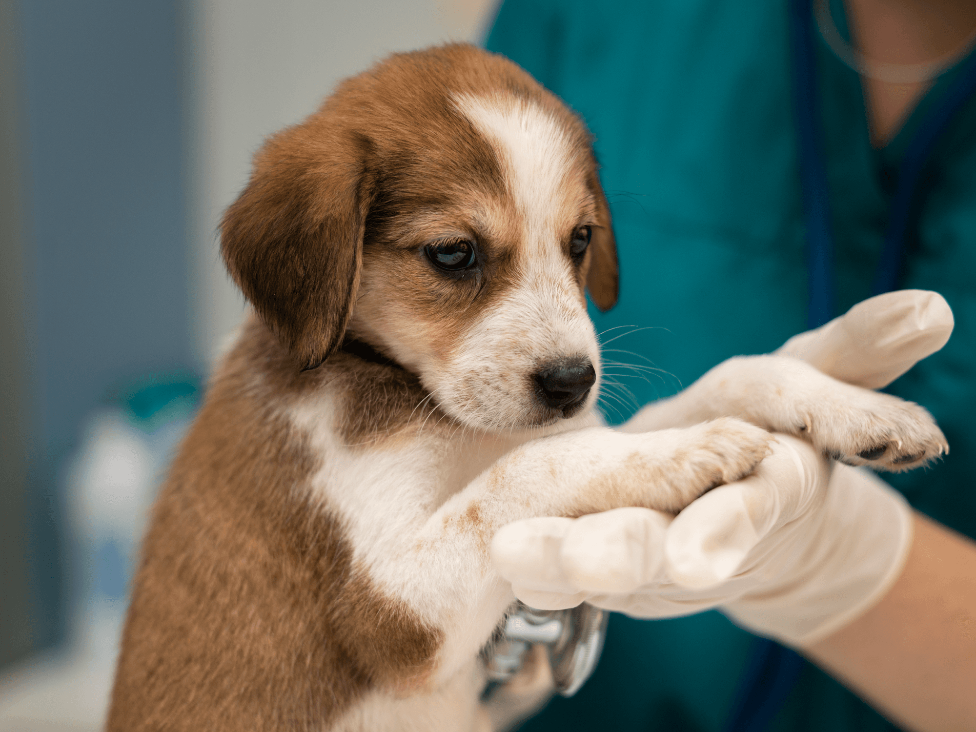 mitos sobre la esterilización en perros y gatos