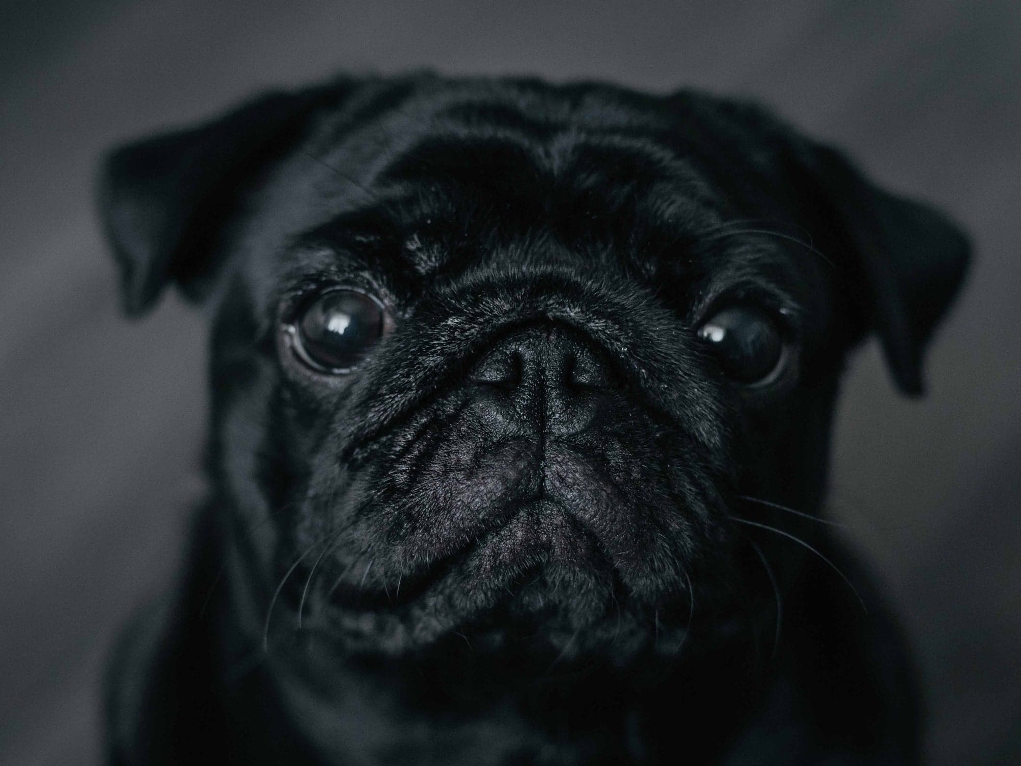 Artritis, hipotiroidismo y otras condiciones que causan decaimiento en perros senior