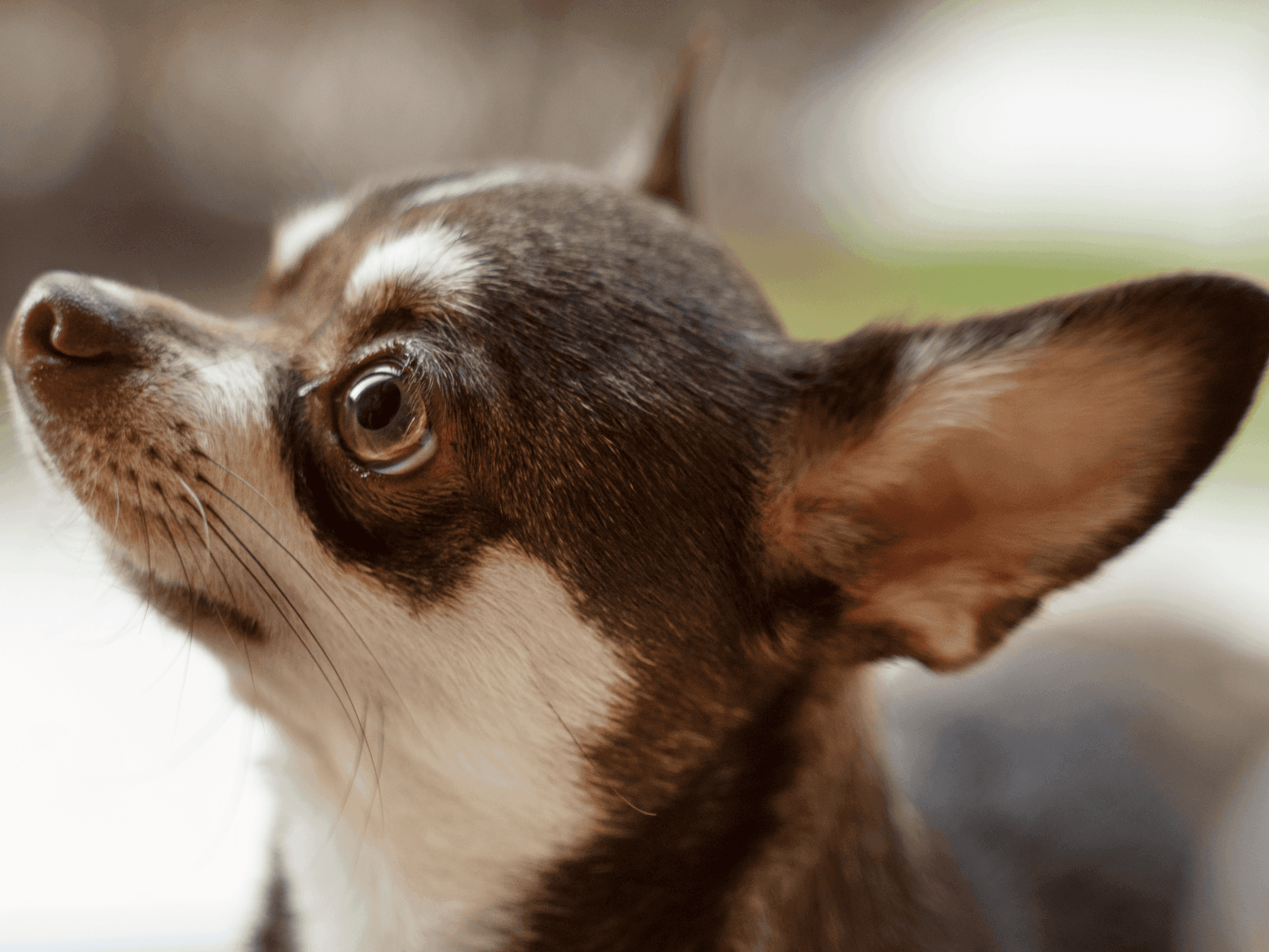 Otitis en mascotas: causas, síntomas y tratamiento