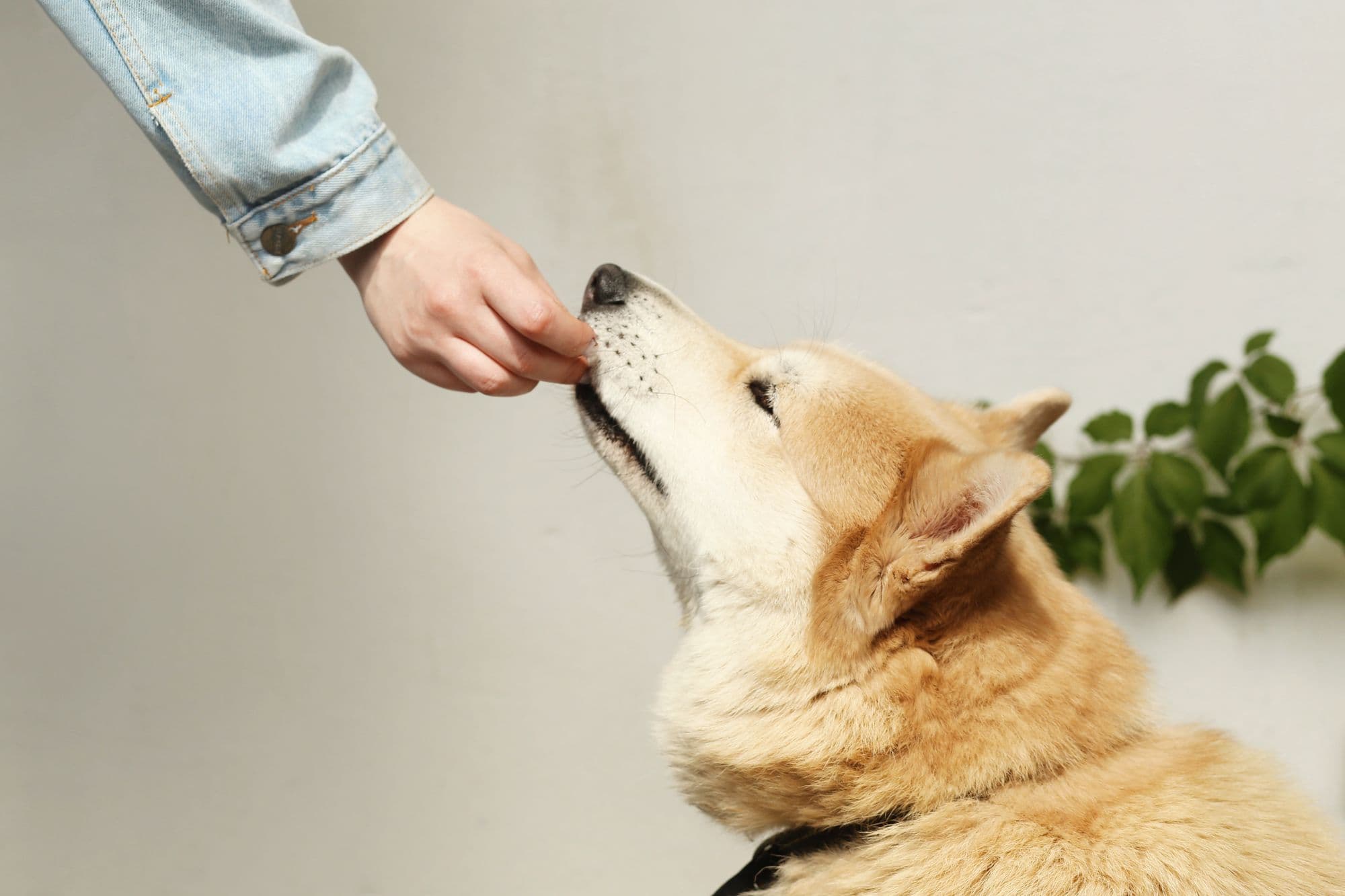 Una persona con una chaqueta de mezclilla le da un premio a un perro Shiba Inu, mostrando la compañerismo.
