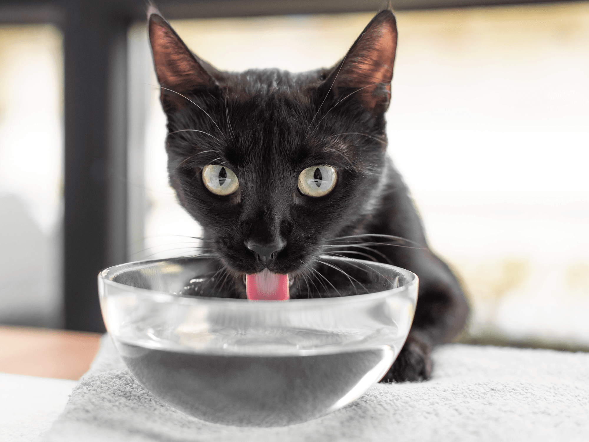 ¿Cómo saber si mi gato está deshidratado?
