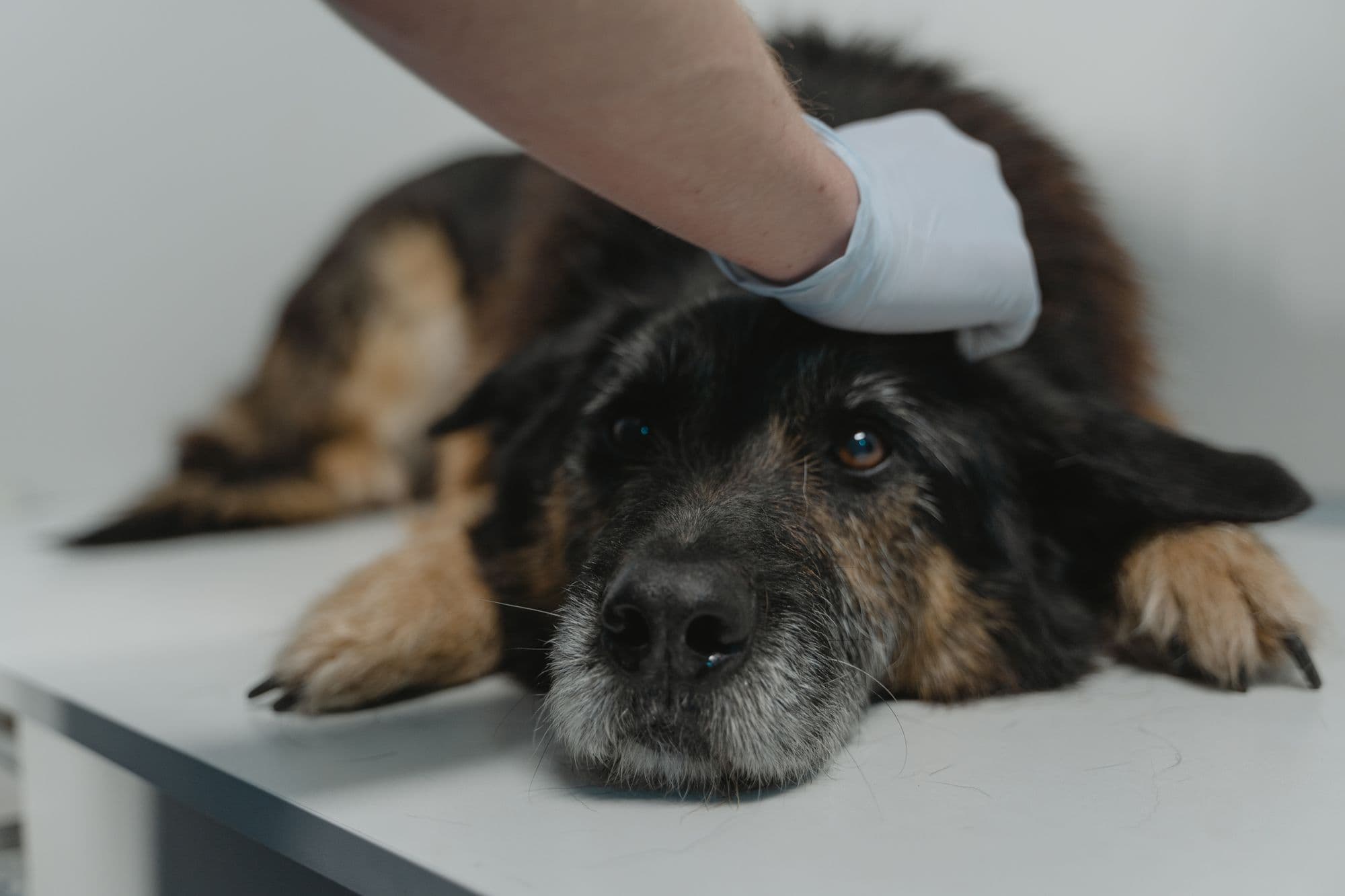 Acercamiento de un perro negro siendo examinado por un veterinario con guantes.