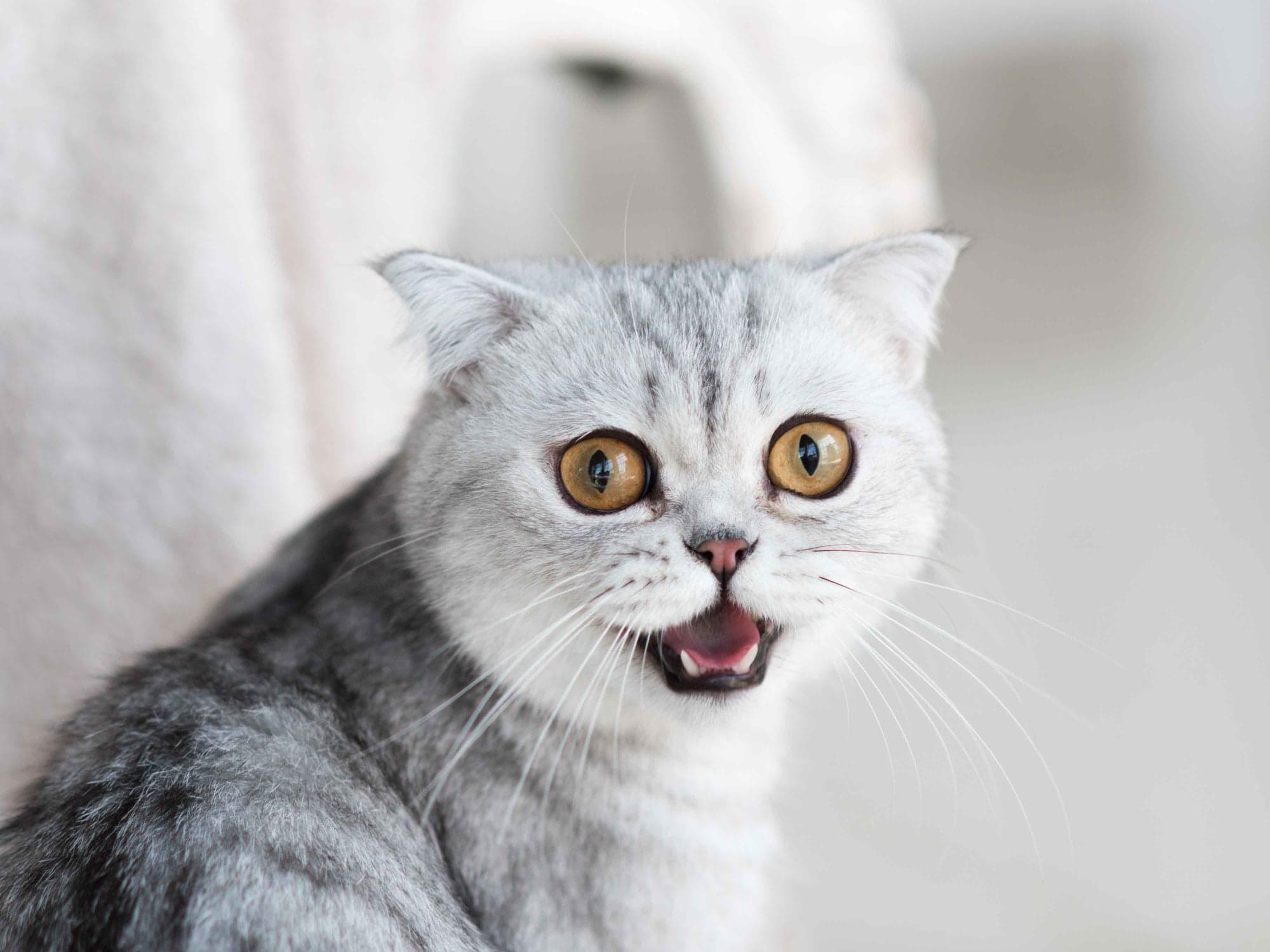 Golpes de calor en mascotas: cómo prevenir y actuar