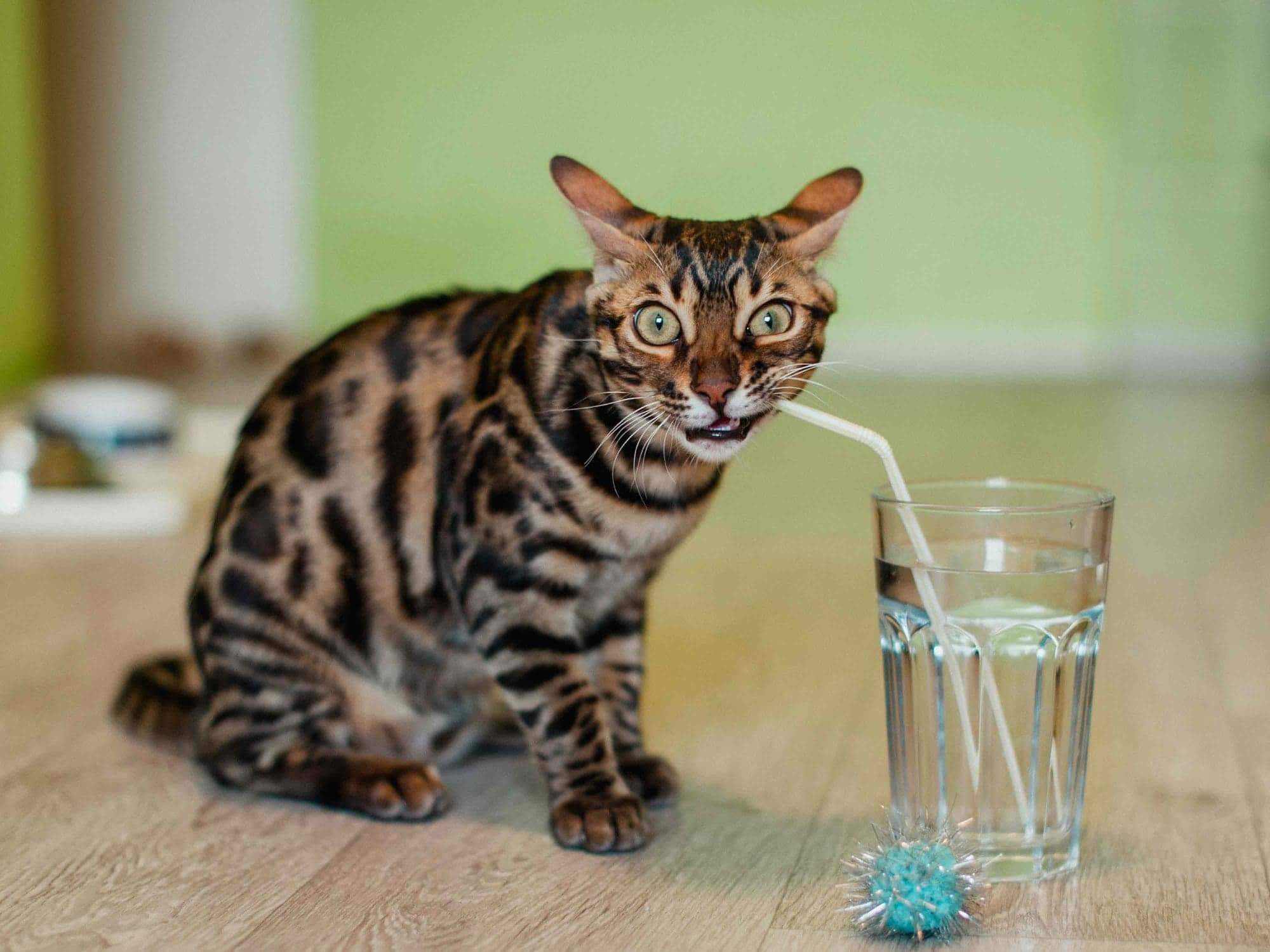 ¿Cómo lograr que tu gato tome más agua?