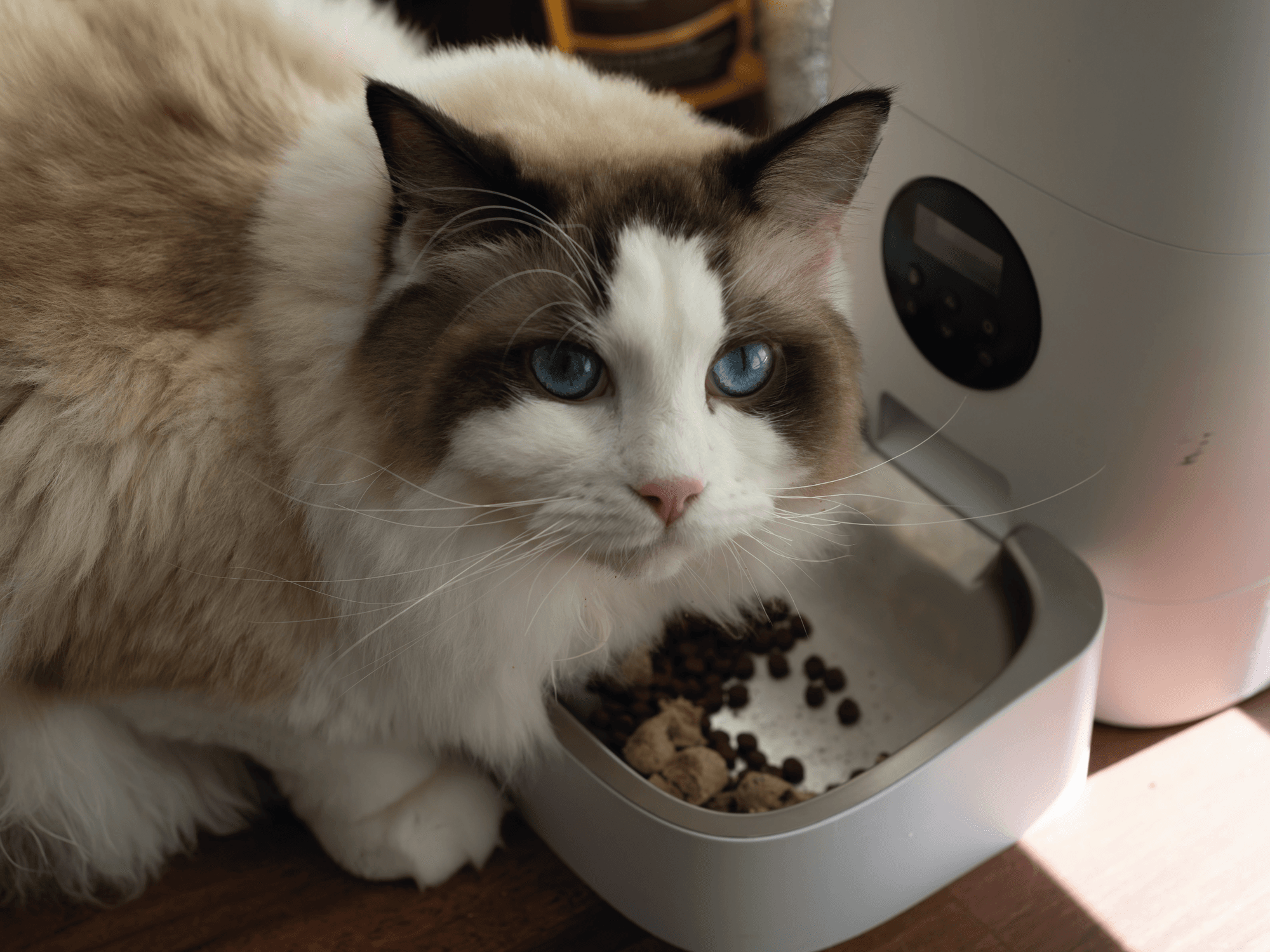 ¿Es mejor comida húmeda o seca para gatos?