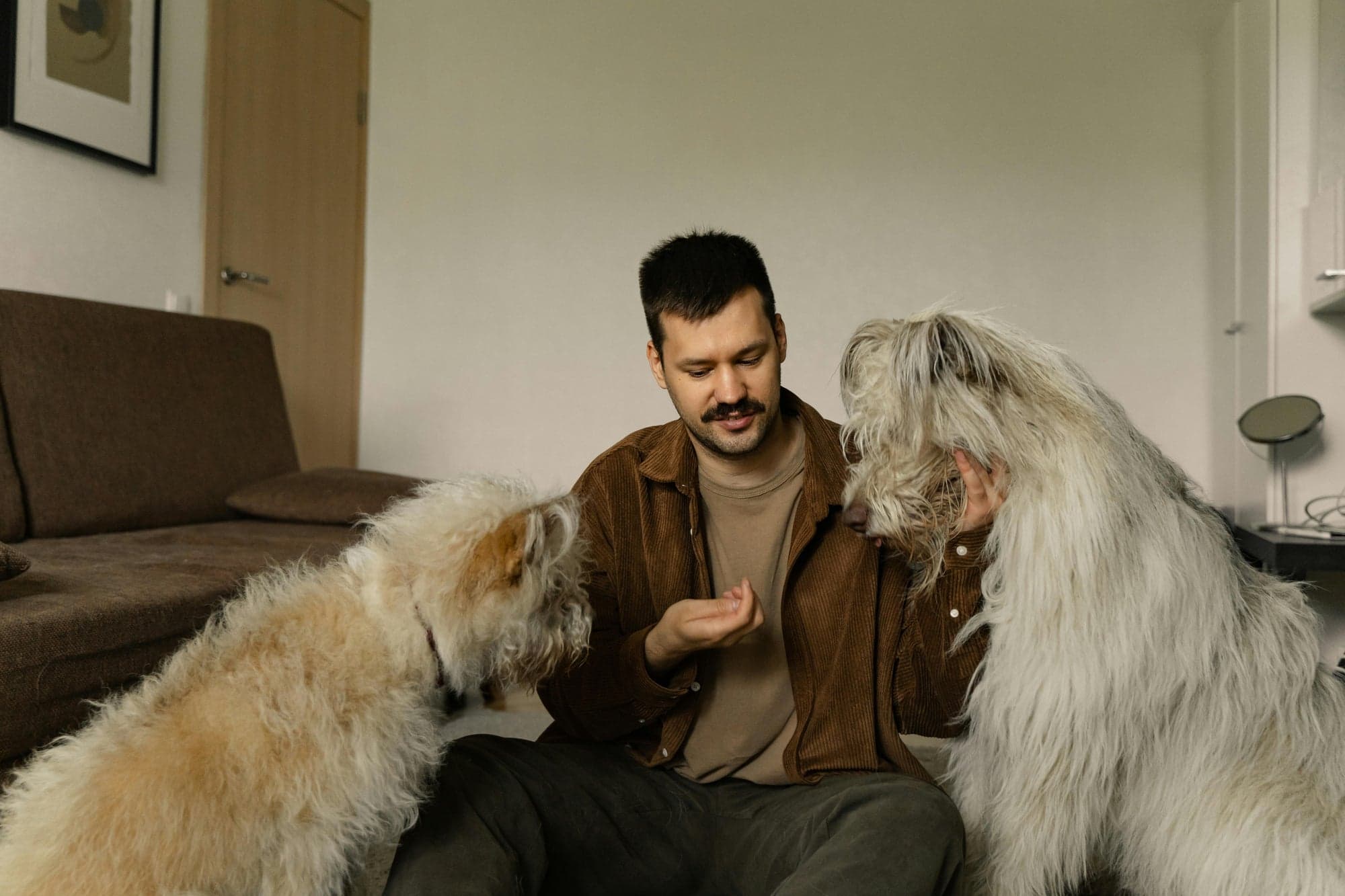 Muda de pelo en perros: por qué ocurre y cómo ayudar a tu mascot