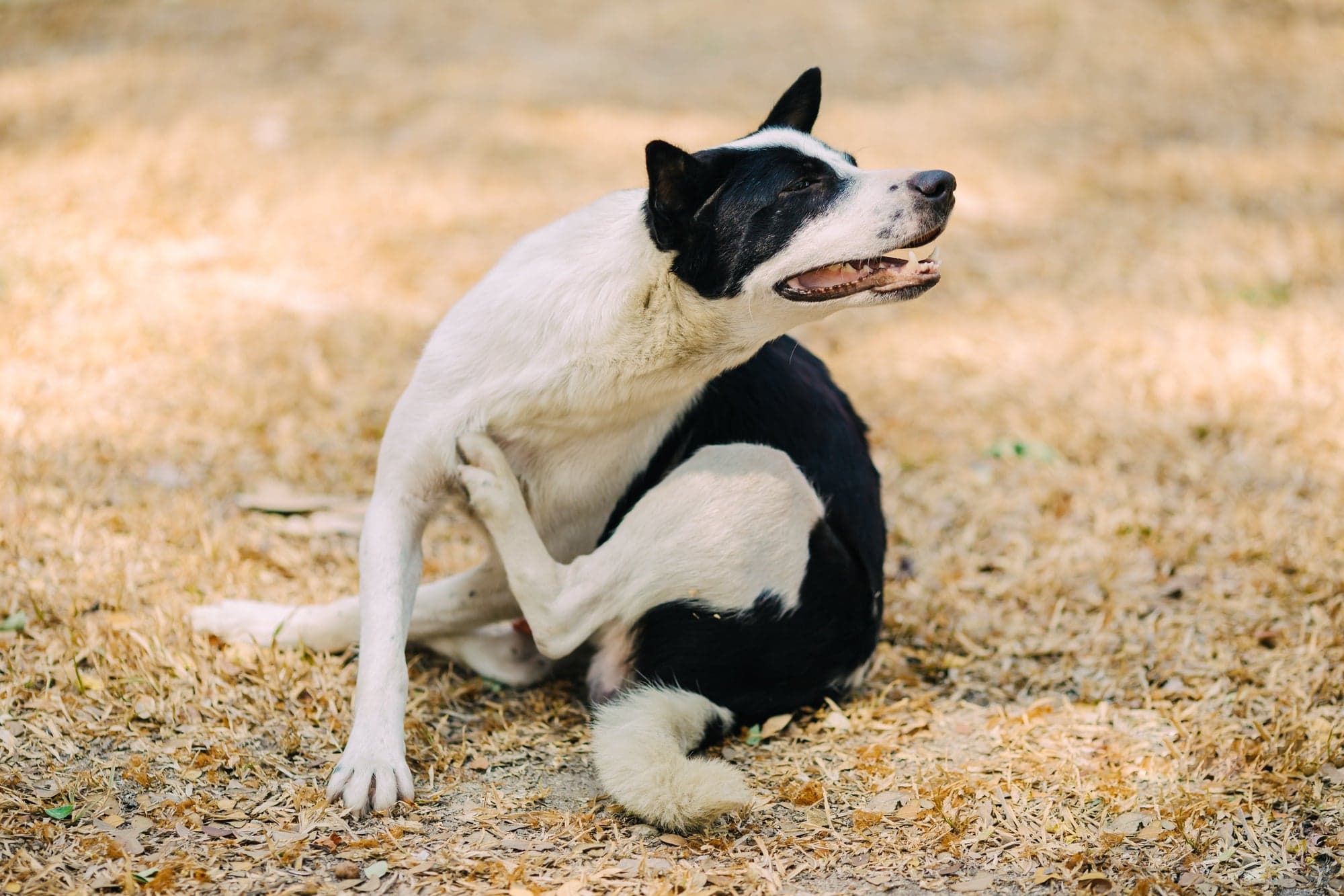 Rascado ocasional en perros: causas comunes que no suelen ser graves