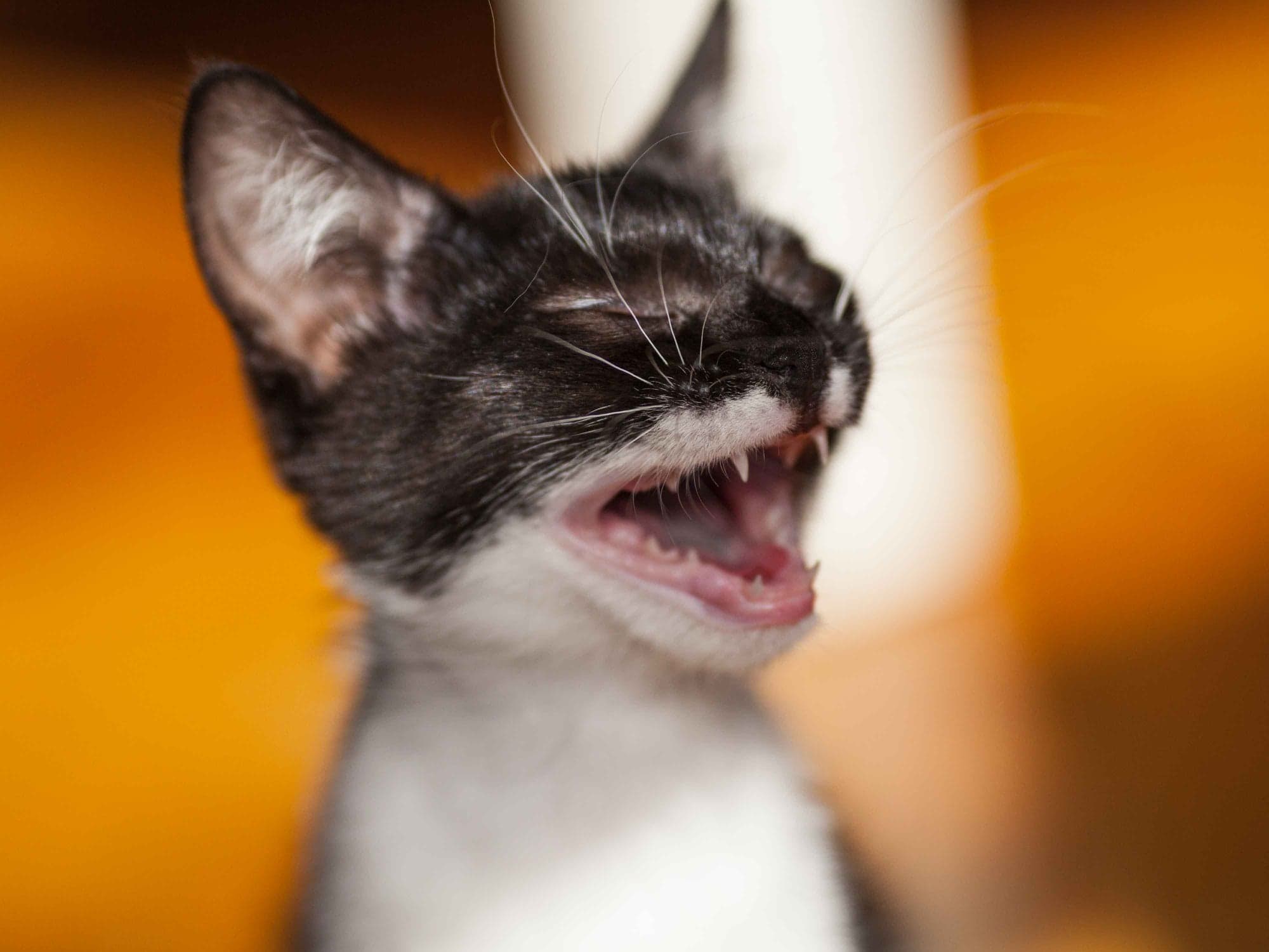 ¿Qué hacer si mi gato está estresado?
