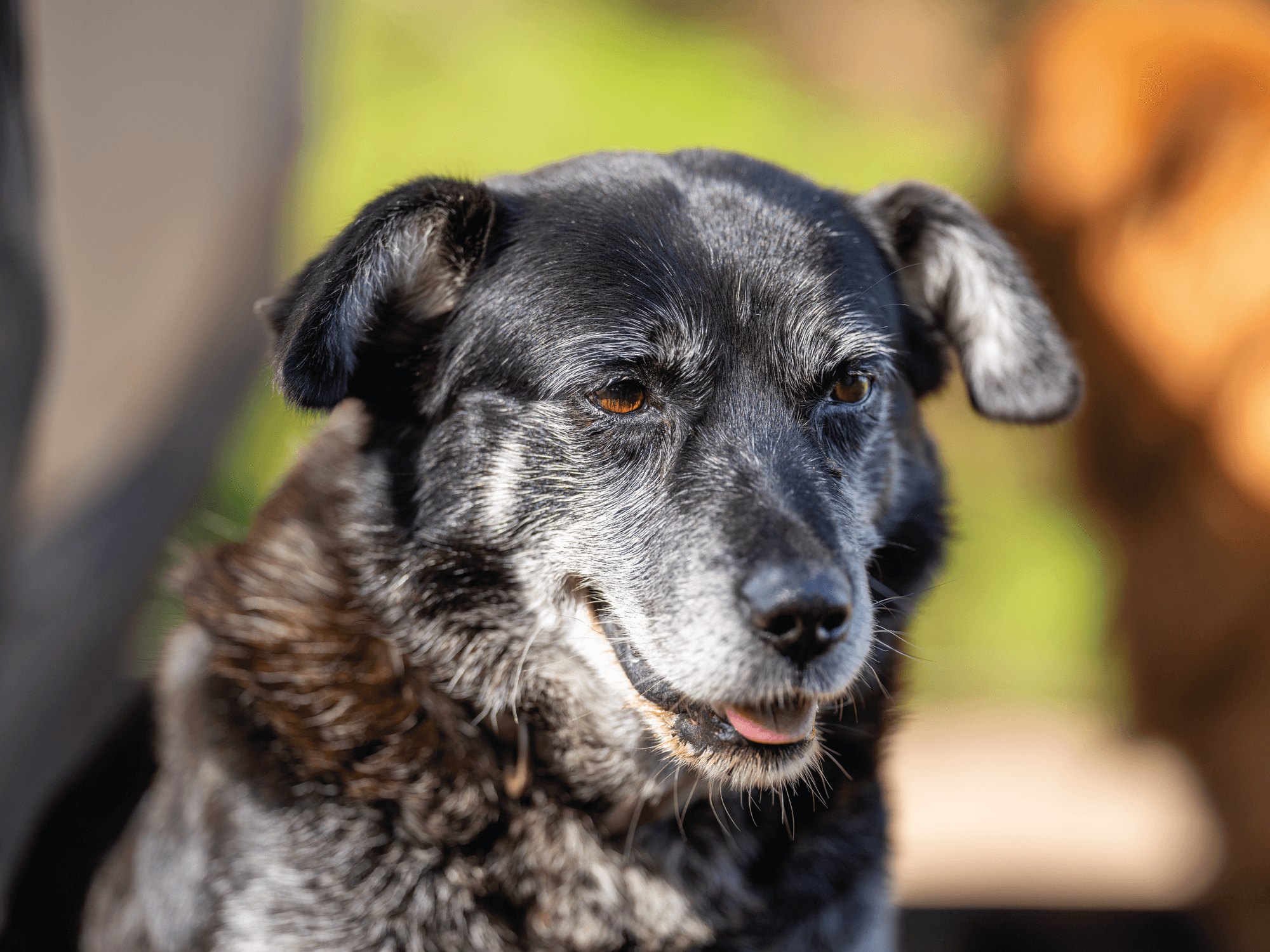 ¿A qué edad se considera senior mi perro?