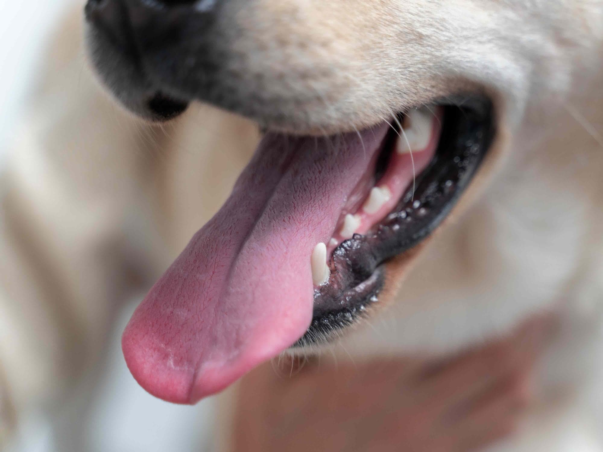 ¿Cómo cuidar los dientes de tu perro en casa?