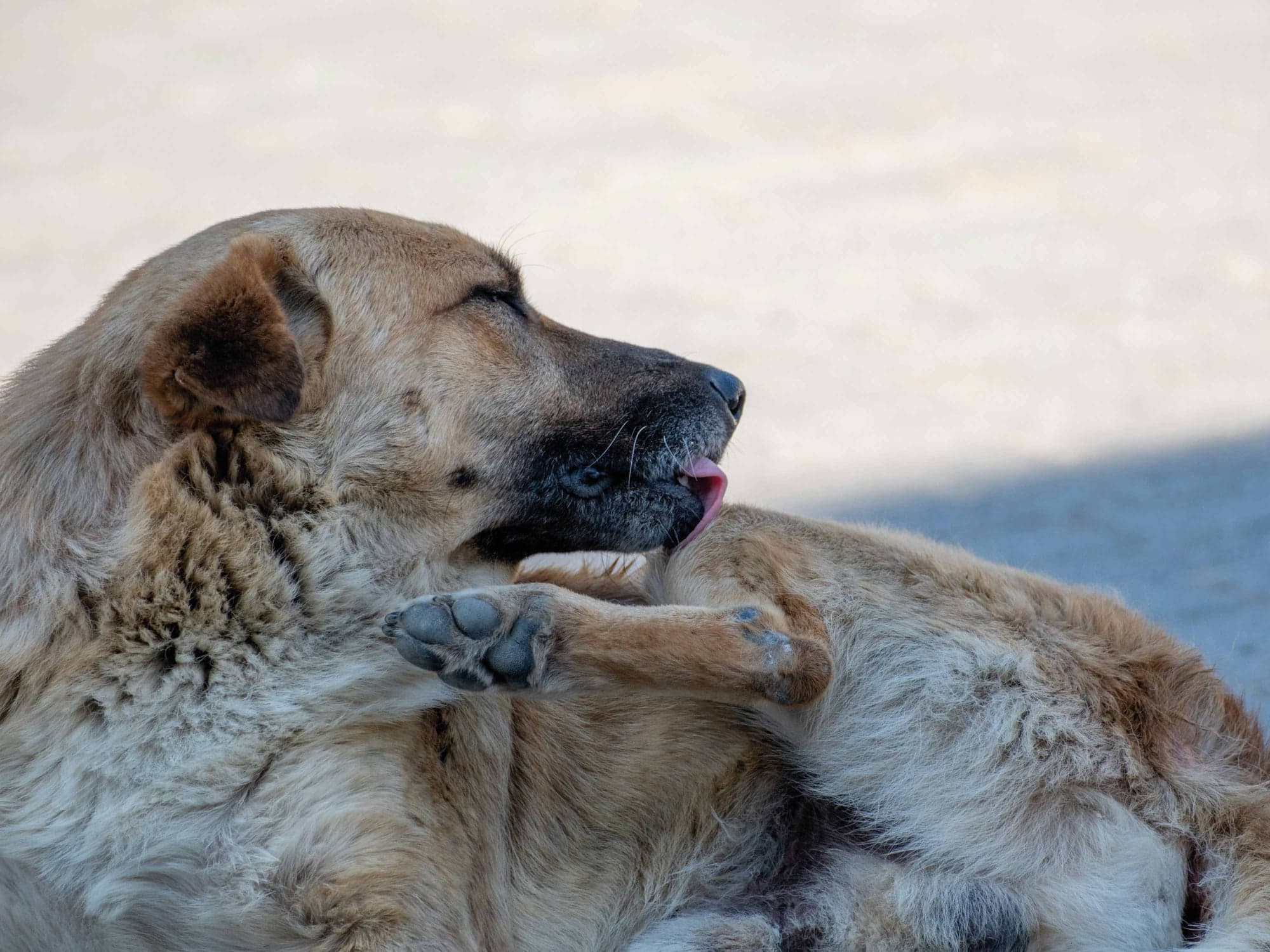 Rascado en perros: cómo diferenciar parásitos de alergias
