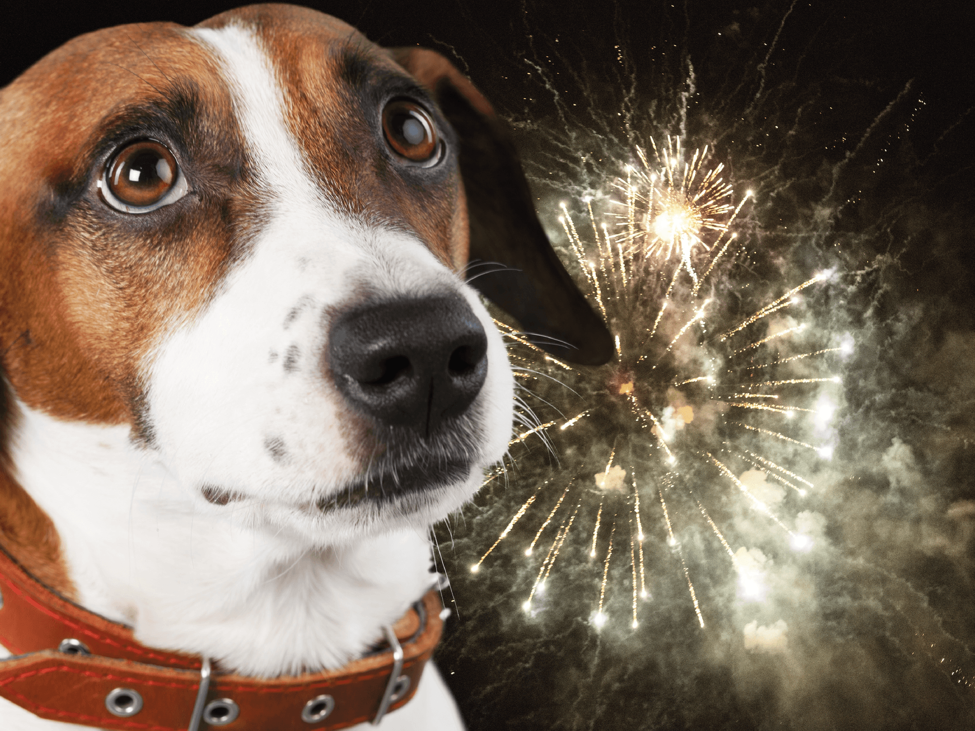 Fuegos artificiales y mascotas: ansiedad y cómo ayudar