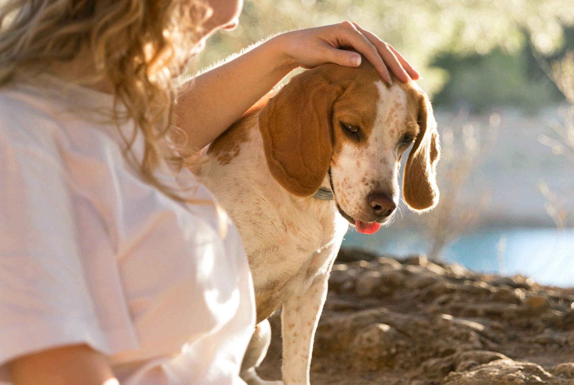 Síntomas de pulgas y garrapatas en perros que no siempre se ven