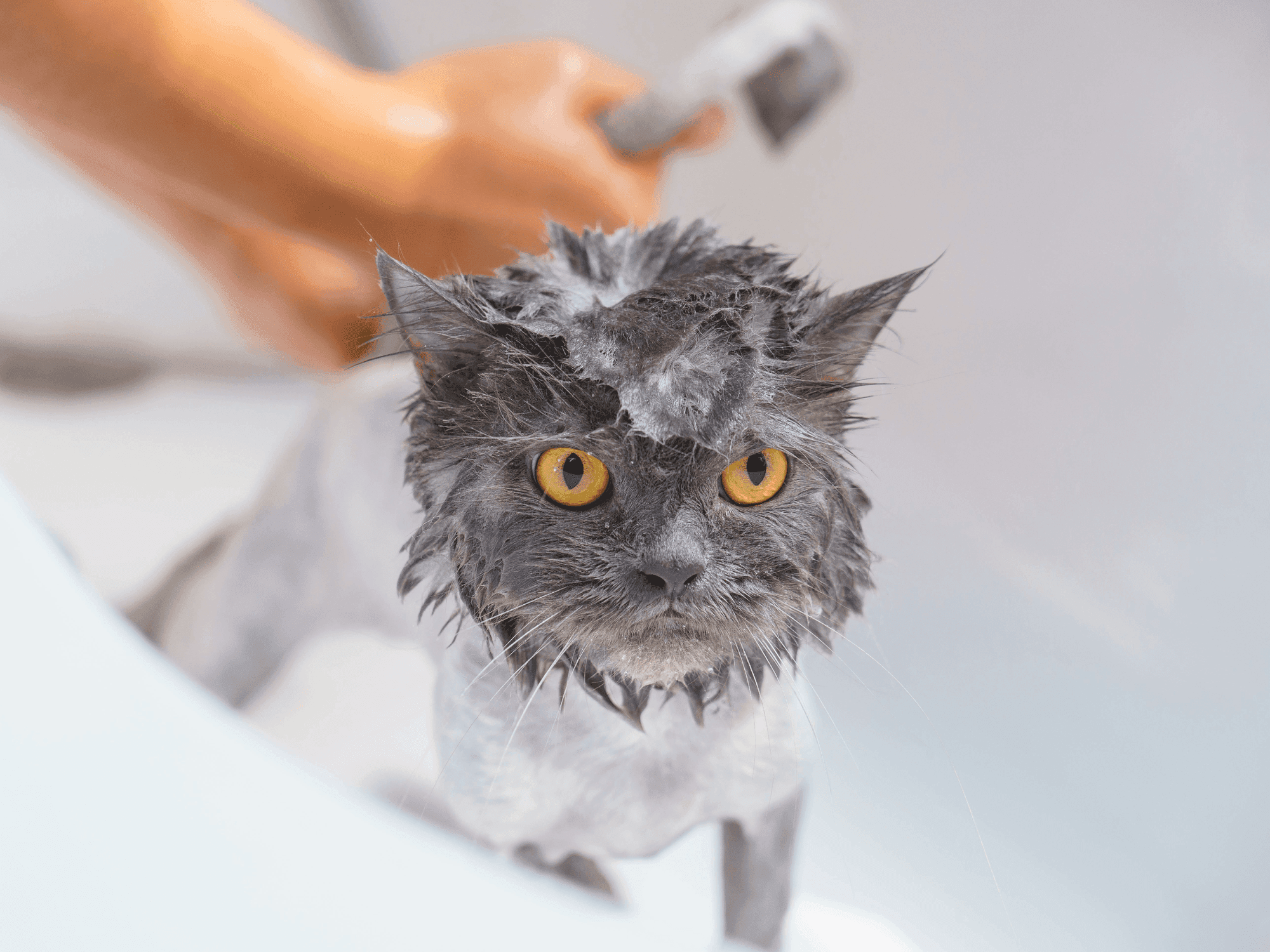 ¿Puedo bañar a mi Gato? cuándo y por qué es necesario