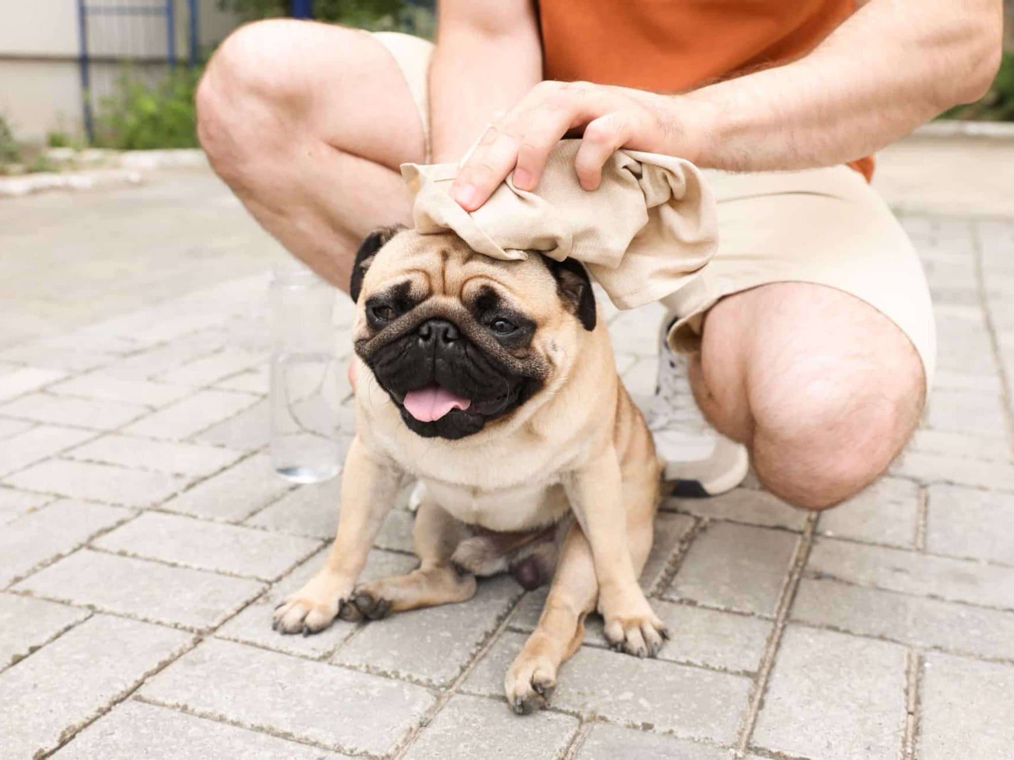 Cómo evitar que a mi perro le de un golpe de calor