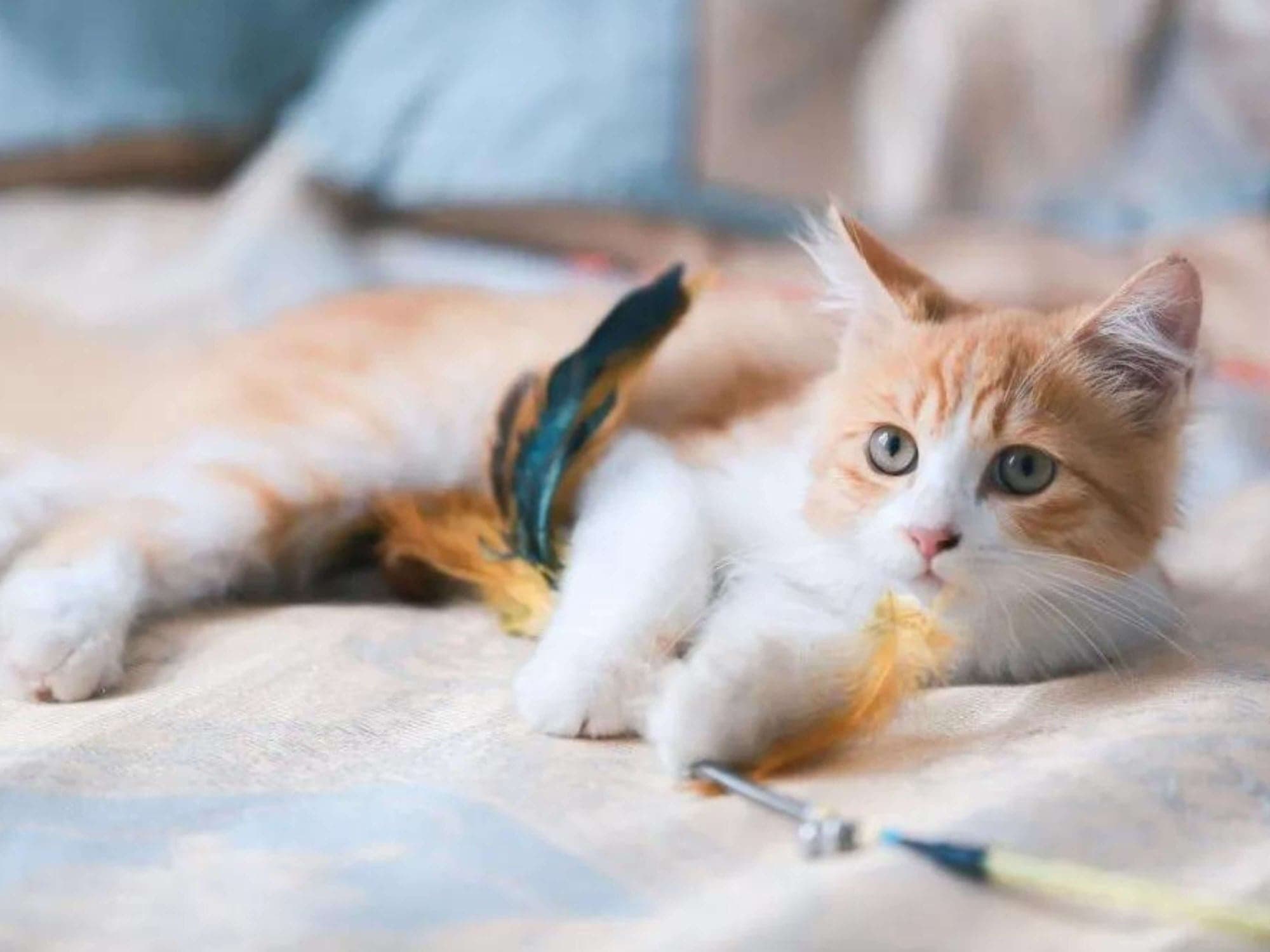 Consejos para recibir a un nuevo gatito en tu casa