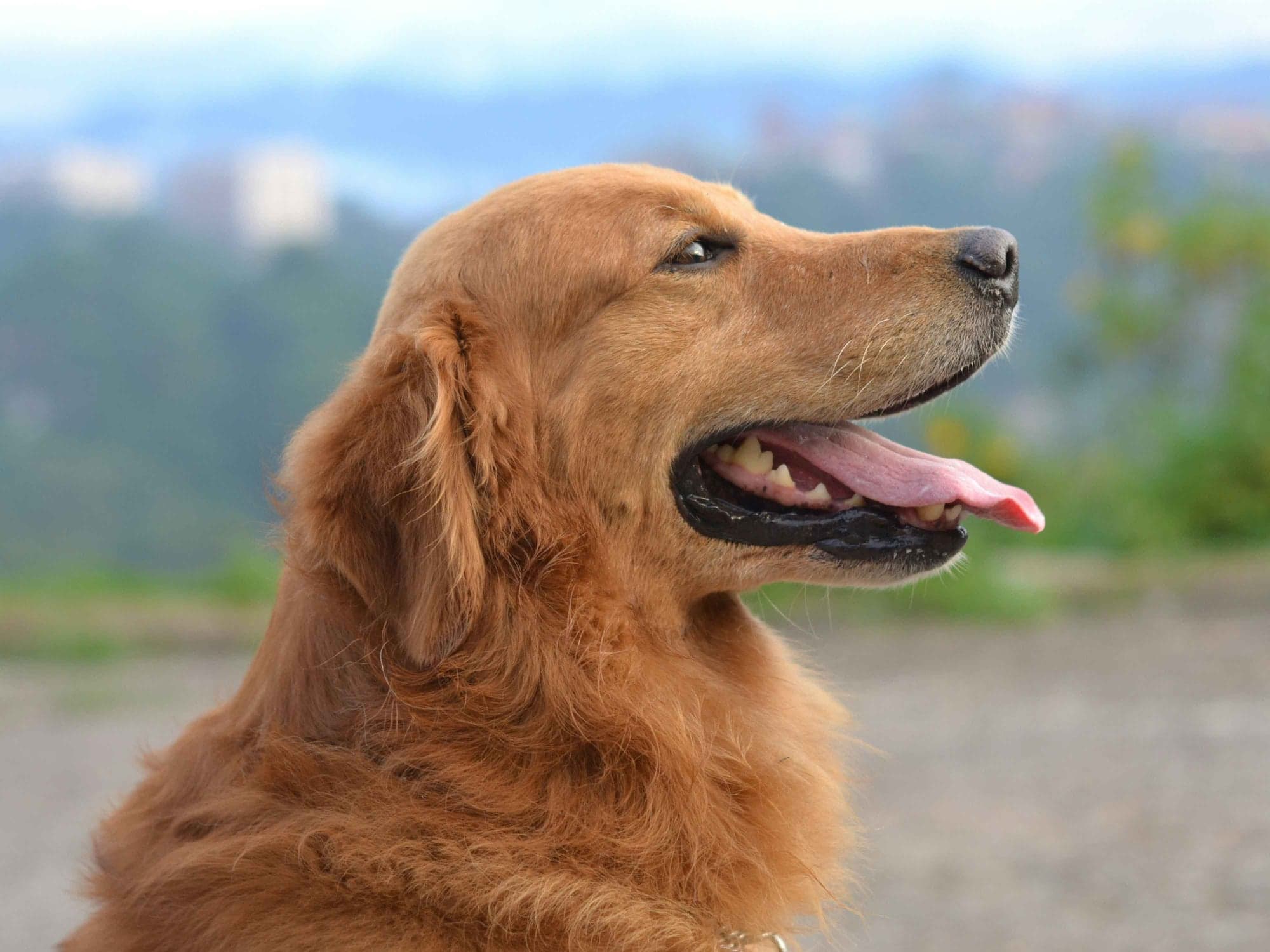 Riesgos de no tratar pulgas y garrapatas a tiempo en perros