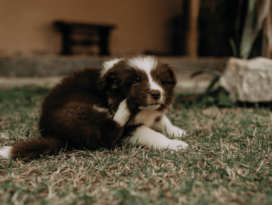 ¿Qué tipo de antiparasitario es mejor según el estilo de vida del perro?