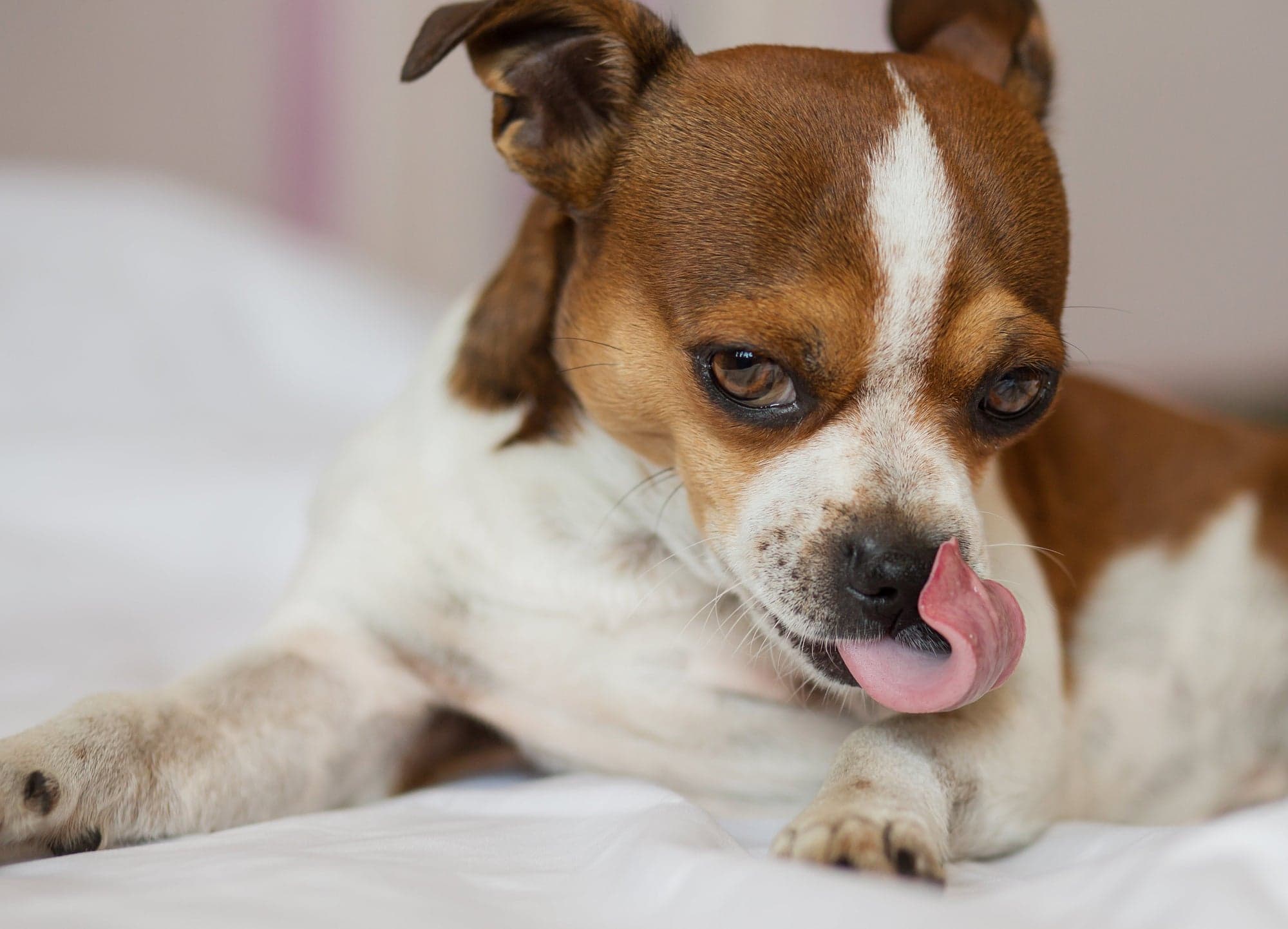 Alergias por la primavera en mascotas: síntomas, causas y cómo ayudarlas